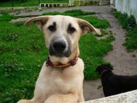 /album/cadelas-para-adoptar/a1964799-602477369839844-571071546-n-1-jpg/